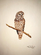 painting of a barred owl
