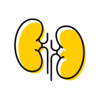 kidneys icon